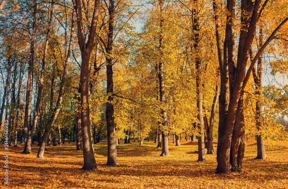 Obraz premium Autumn forest landscape with orange trees and golden fallen leaves on the ground in sunny October day