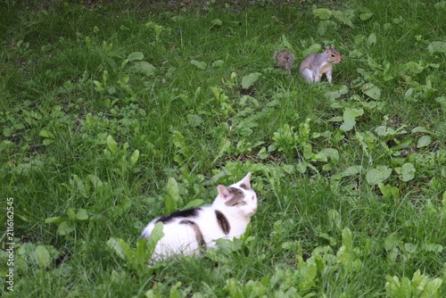 Foto Cats and squirrels do interact in Ireland, but the impact depends on the squirrel species and the environment