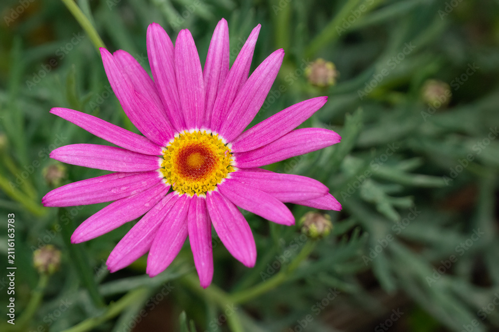 Foto A Pink Daisy
