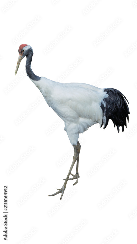 Obraz premium Japanese red-crowned crane walking isolated on transparent background PNG design element