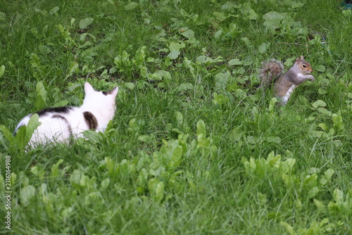Foto Cats and squirrels do interact in Ireland, but the impact depends on the squirrel species and the environment
