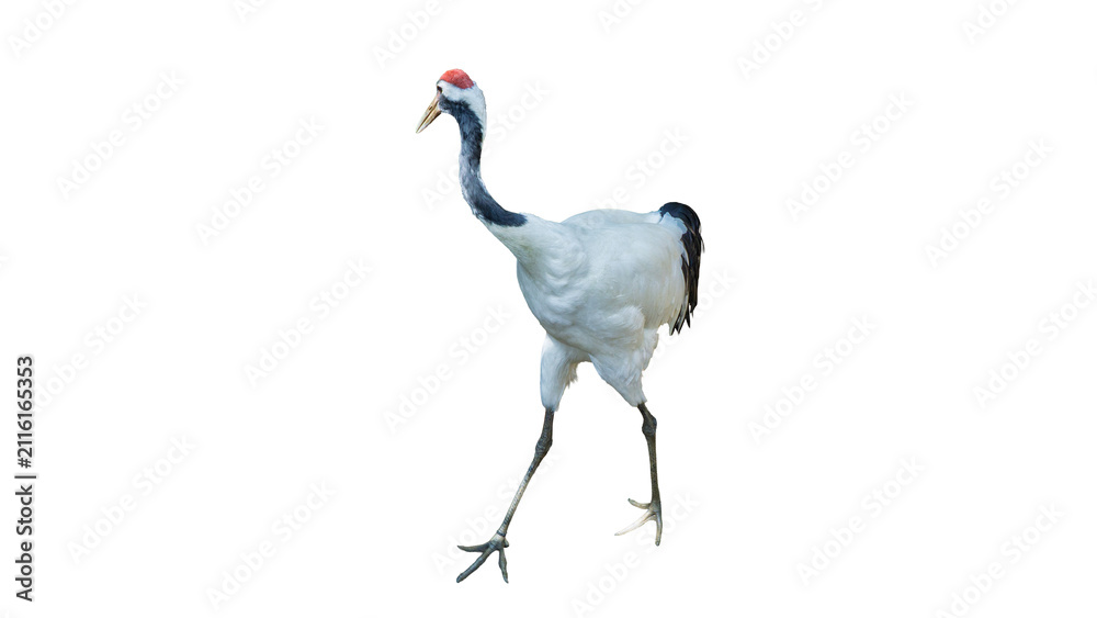 Obraz premium Japanese red-crowned crane walking isolated on transparent background PNG design element