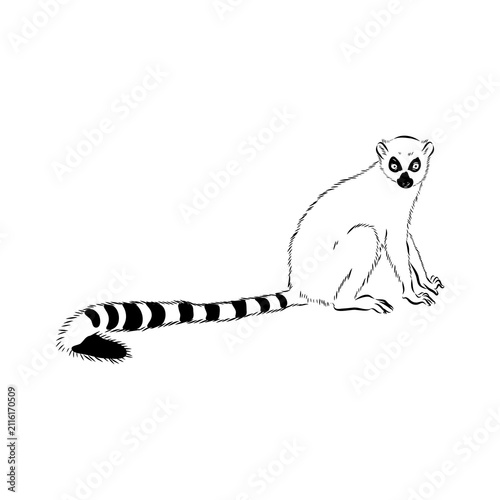 Lemur, a wild animal, vector sketch.