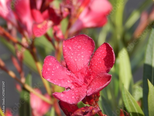 Cuadro en lienzo Fleur rouge ornée de fines gouttes d'eau après une pluie, photographiée en gros plan avec un arrière-plan flou