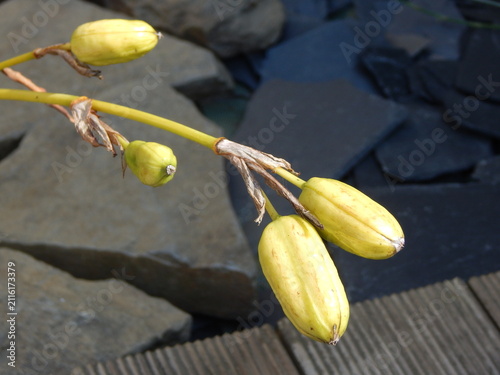 Cuadro en lienzo Gros plan de capsules de graines d’iris en formation après la floraison, photographiées dans un jardin au soleil, illustrant la fructification et le cycle naturel de la plante