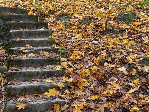 Old stone staircase covered in dry maple leaves during autumn season