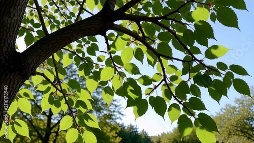 Sunlit Green Leaves On Tree Branches Against Blue Sky, Summer Nature Background, Fresh Foliage And Wood Texture, Outdoor Environmental Scene, Natural Textures, Vegetation Close-Up, Bright Light