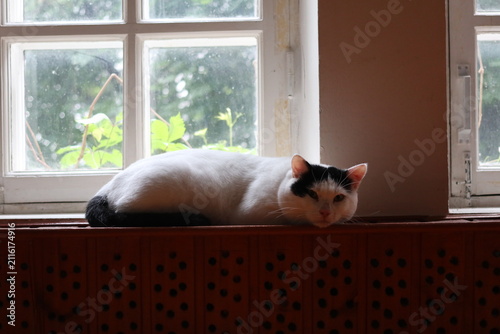 A fluffy cat is lying on the windowsill.