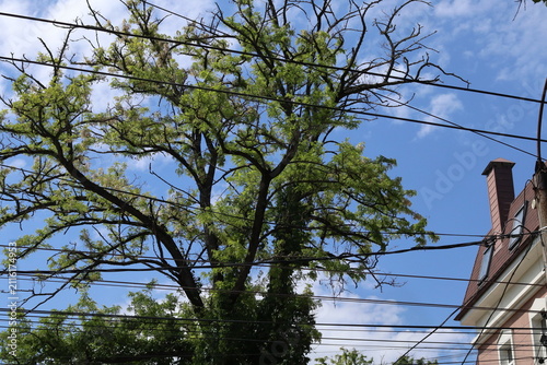 The crown of the acacia tree.