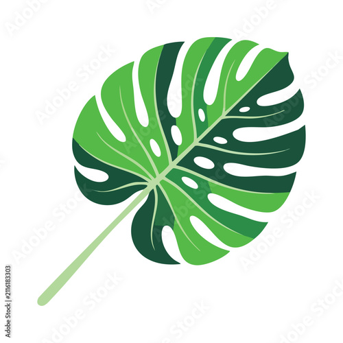 Illustrated Green Monstera Leaf Isolated