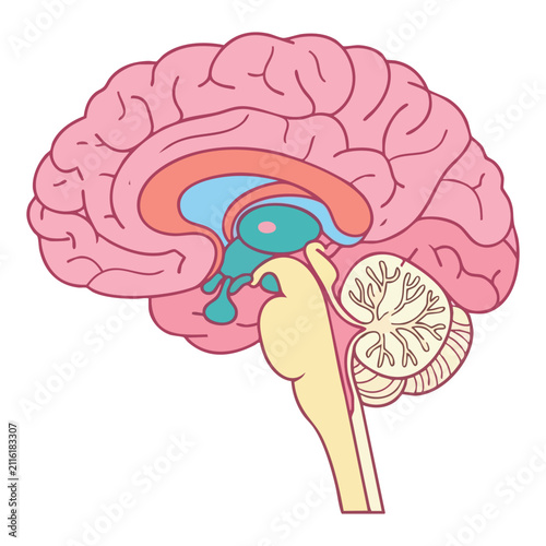 Human Brain Cross-Section Flat Design Illustration