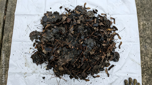 pile of wet brown autumn leaves on white tarp | garden waste cleanup and composting material | damp forest floor debris and pine needles | organic mulch for backyard gardening