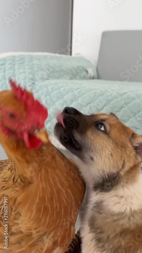 Cute Puppy and Chicken Sharing a Tender Moment Indoors