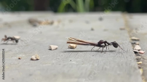 Large ant carrying food on concrete walkway, close-up macro insect movement, outdoor nature b-roll.