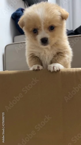 Adorable Fluffy Cream Puppy Peeking Over Cardboard Box