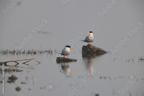 Obraz na płótnie The river tern or Indian river tern (Sterna aurantia) is a tern in the family Laridae, the largest species currently included in the genus Sterna of typical terns