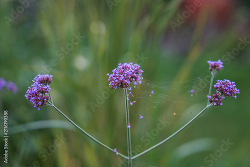 Purple flowers of a tall verbena (Verbena bonariensis) bloom in a summer garden.