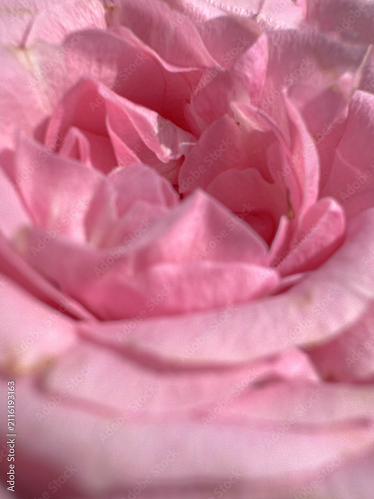 Fototapeta premium Extreme close-up macro photo of delicate soft pink rose petals with smooth texture and dreamy natural light. Romantic floral background with pastel tones.
