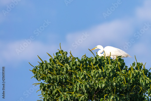 фотографія Perched atop