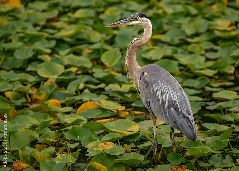 Obraz premium great blue heron