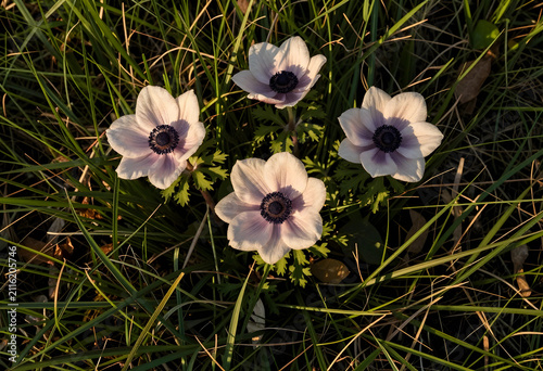 Four white and purple anemo...