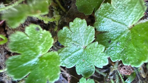 Fresh Green Ground Cover Plant Leaves Macro