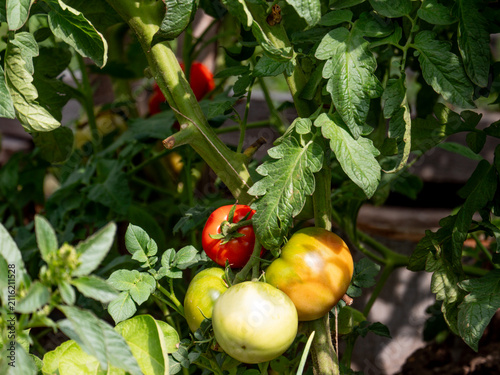 фотографія Close up of fresh ripe red and unripe green tomatoes growing on a vine in a sunny summer vegetable garden