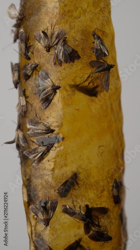 Moths caught on yellow sticky flypaper trap close up. Macro of many pantry moths stuck to yellow adhesive glue tape ribbon for domestic insect pest control