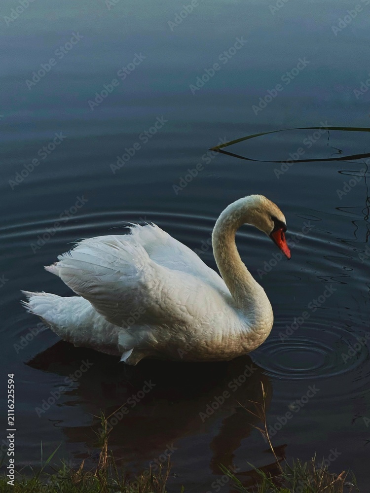 Fototapeta premium White swan on deep blue water close up