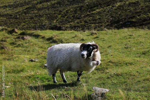 фотографія Scottish blackface sheep breed in Slieve League area in County Donegal, Ireland