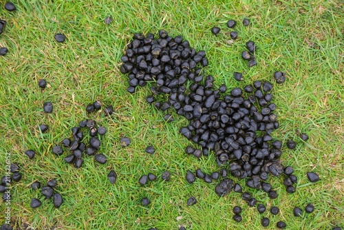 Sheep poop - animal droppings in the grass. Ireland agriculture.