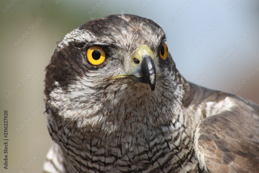 Fototapeta premium Hawk