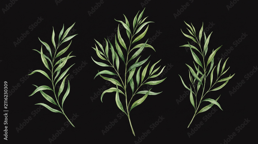 Fototapeta premium Three slender green leaf branches on black background.
