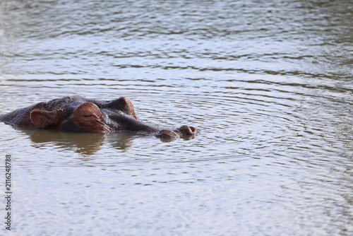 Photography Hippopotamus Submerged with Eyes Above Water in Kenya Africa
