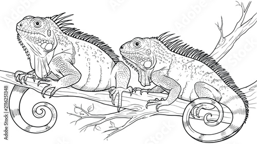Iguana illustration line drawing reptile animal sketch