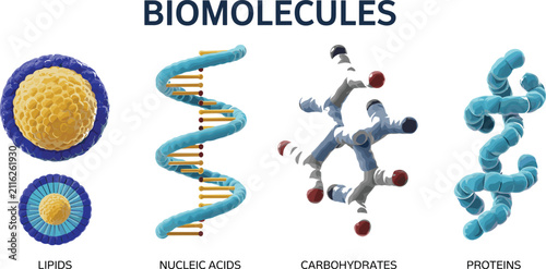 Fotografía Biomolecules Macromolecules 3D Vector Infographic Chart Featuring Lipids Nucleic