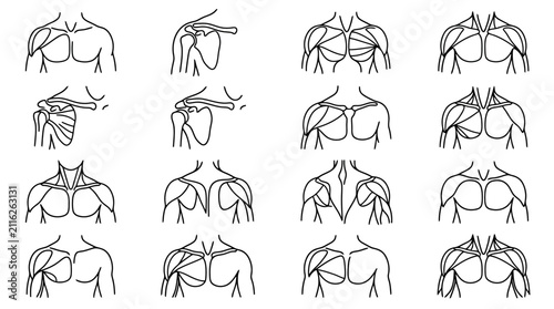 Konstfotografi Anatomical Illustration of Human Torso and Shoulder Muscles