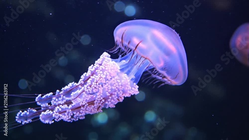 Bioluminescent jellyfish swimming in dark deep sea water.