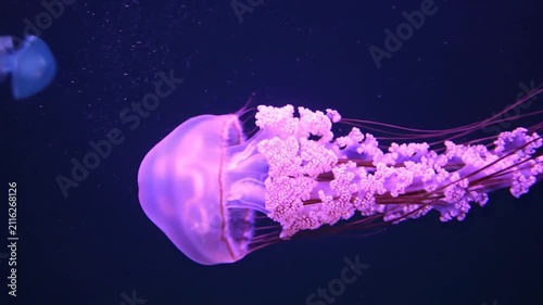 Bioluminescent purple jellyfish swimming in deep blue ocean.