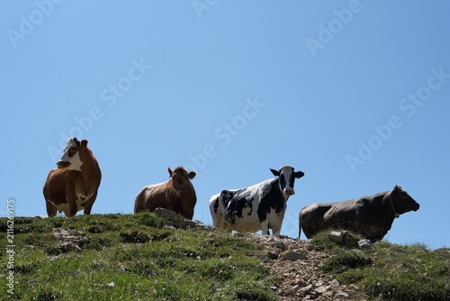 Cows standing on alpine pasture under clear blue sky in the Dolomites, Italy