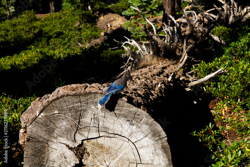 Steller Jay Sitting On Tree Stump With Green Plants