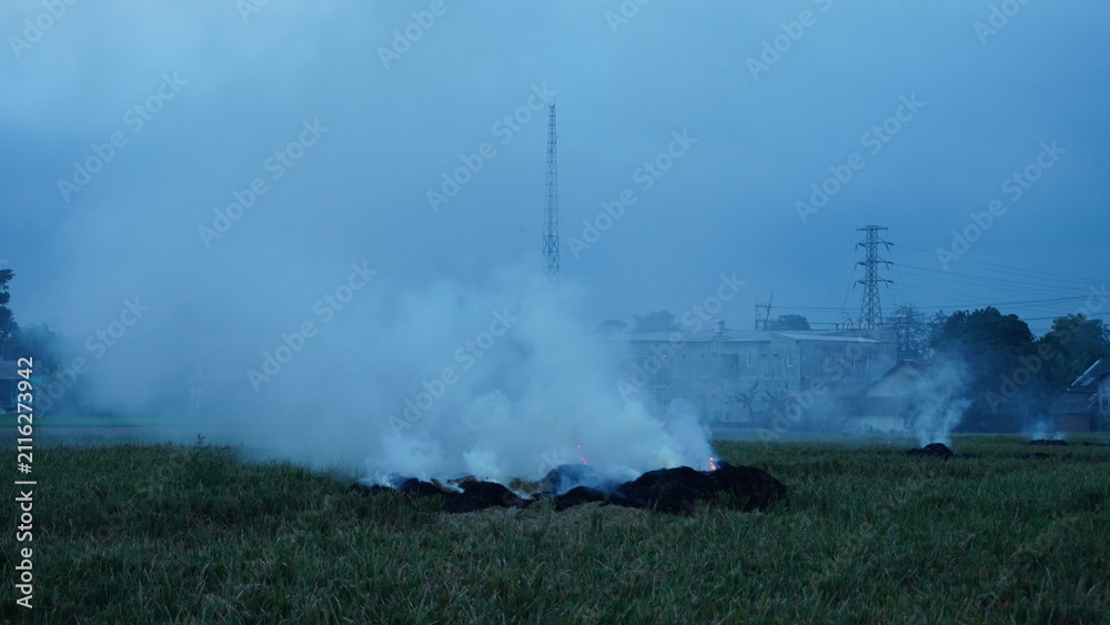 Fototapeta premium Wide outdoor photo shows burning rice field stubble emitting dense white smoke under cloudy sky
