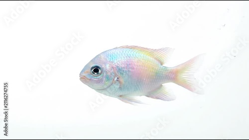 Blue iridescent fish swimming on white background.