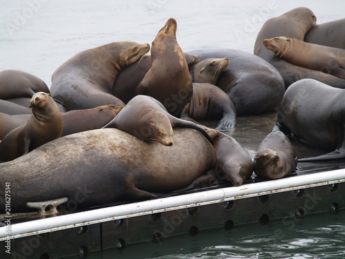 Sea Lions Sleeping On Dock Overcast Day