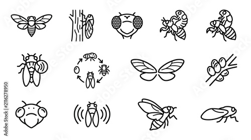 Canvastavla Cicada Life Cycle And Anatomy Icons: Insect Stages, Head, Wings, Eggs, Molting