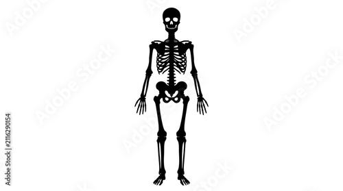 Canvastavla Human skeleton, depicted as a full-body black silhouette, stands upright with arms at its sides, isolated on a white background