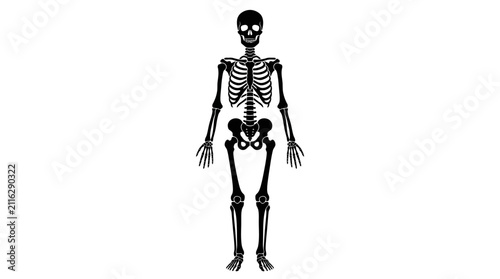 Bild auf Leinwand Human skeleton illustration displays a full-body frontal view of the skeletal system in black outline on a white background, highlighting anatomical structure