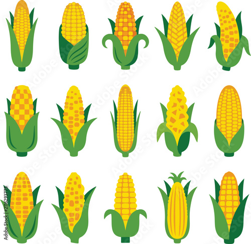 Fresh corn flat vector illustration collection featuring whole corn cobs, sweet corn and organic maize isolated on white background