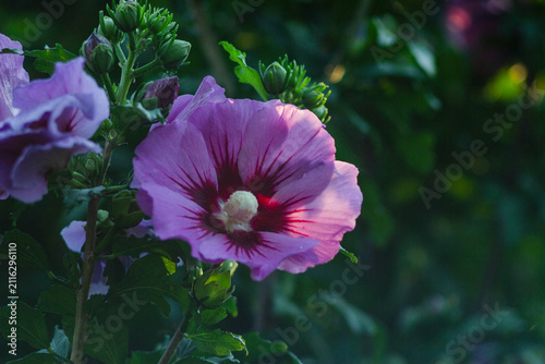 Fotografie Pink hibiscus flower (Hibiscus rosa-sinensis) with large, delicate petals and a prominent central stamen