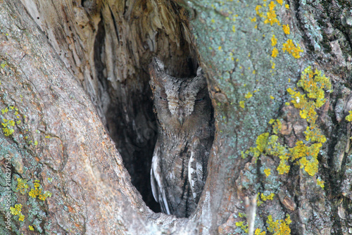 Cuadro en lienzo Frontal view of a roosting Eurasian scops owl perfectly camouflaged inside a tree cavity
